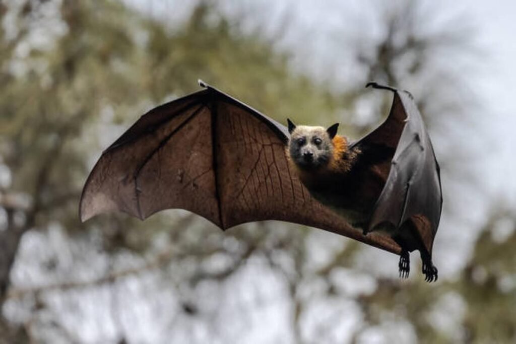 Bats May Have Begun Flying 65 Million Years Ago