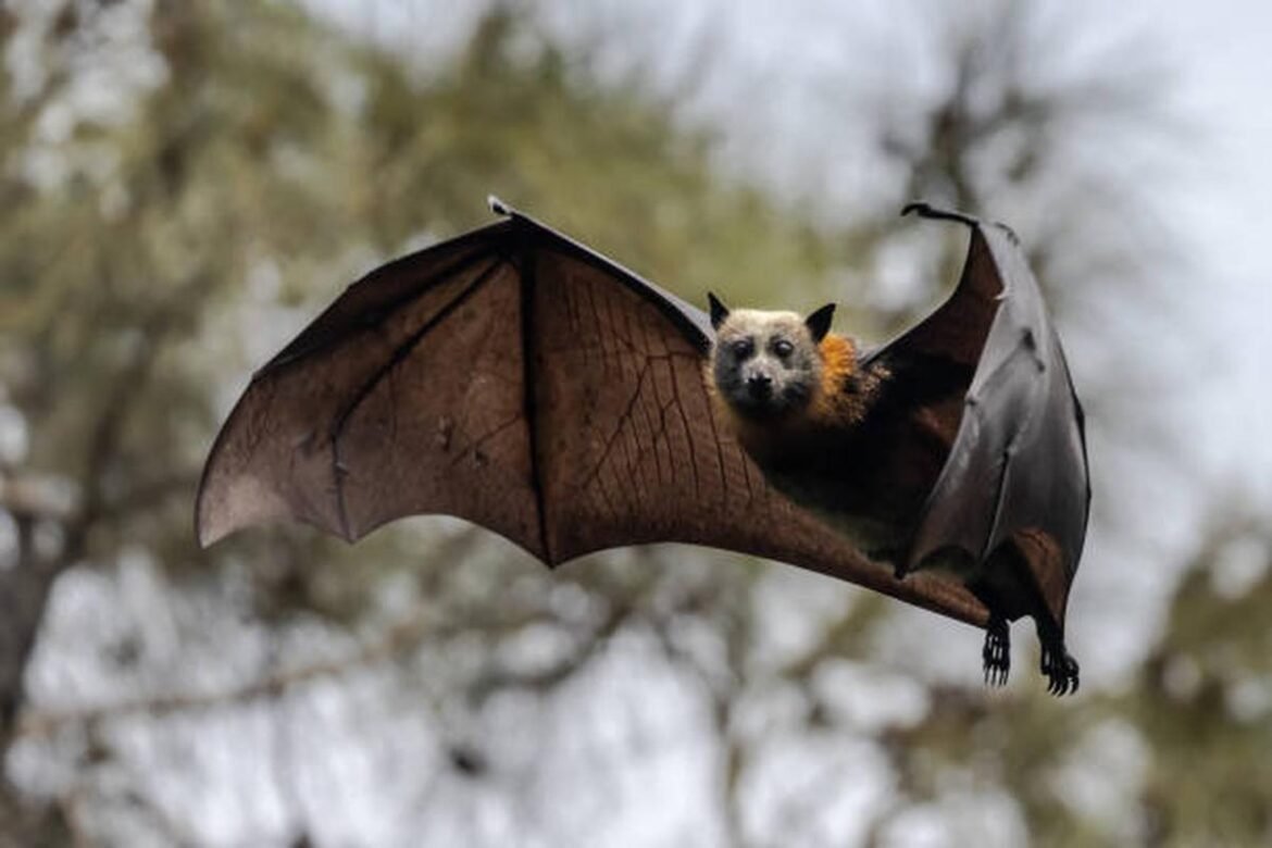 Bats May Have Begun Flying 65 Million Years Ago